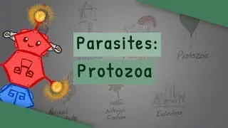 Parasites: Protozoa (classification, structure, life cycle)