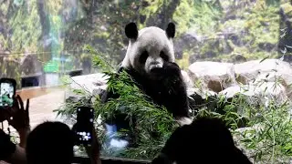 パンダ返還「さみしい」　別れ惜しむ来園者　上野動物園