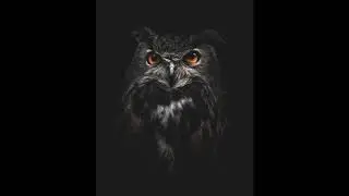 Kobra Project - Owl in The Crown