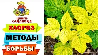 ХЛОРОЗ РАСТЕНИЙ: ЭФФЕКТИВНЫЕ МЕТОДЫ БОРЬБЫ С ХЛОРОЗОМ!