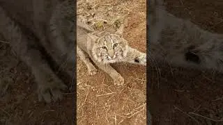 yes Keith I caught another bobcat