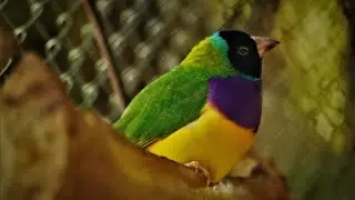 Diamante de Gould Faísão Ganso Calopsita Branca Chloebia gouldiae ou Erythrura gouldiae Color Bird