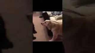Посмотрите это видео если у вас плохое настроение!)