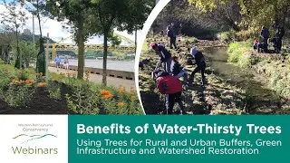 Benefits of Water-Thirsty Trees