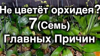 Why isn't my orchid blooming? Seven main reasons.