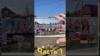 Ч.1 Обзор роз с названиями 🌸 #дача #огород #рекомендации #обзор #розы #цветы #саженцы