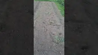 обзор огорода. Посадки конец июня и начало июля