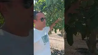 Gönen çiftecesmeler mahallesi 20 da ceviz bahçesi 5 yaş gelişimi