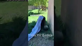 Bichinhos que nos entendem -papais gorilas cansados