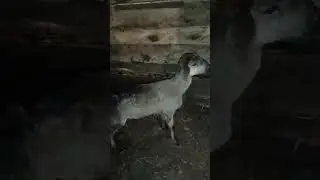 Лечим.