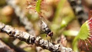 Captured fly 4k - shot on the RED Hydrogen One