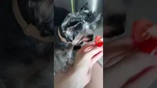 #fun #emoji #love #happy #cat #смешные #funny #catlover #pets #animals #щенок