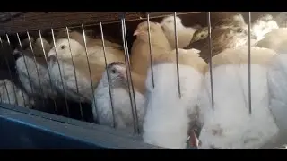 Вот так начинается перепелиное утро. Кормление.