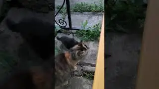 Пушистые бандиты на отдыхе.