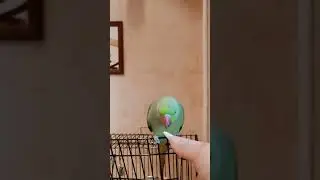 🐓🥳Небольшой перекус попугая Рикко #попугай #животные #parrot