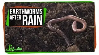 Why Do Earthworms Come Out After It Rains?