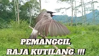 PEMANGGIL RAJA KUTILANG..!! Kutilang Ribut