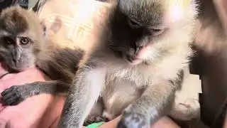 ASMR Monkey Madness
