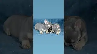 сынок Честера 🤪 Лиловый французский бульдог