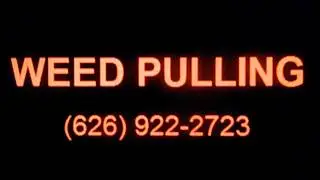 WEED PULLING, Barstow, Calico, Newberry Springs, Yermo, Hodge, Hinkley, Lenwood, Helendale, Weeds