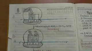 Translation in prokaryotes l part 2 l easy to learn l complete notes