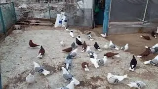 Голуби Самары Рагозин Володя