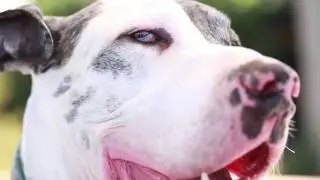 Cómo cortar las uñas a un perro
