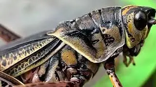 Some Black Lubber Grasshoppers I Raised To BIG Yellow Adults & Released