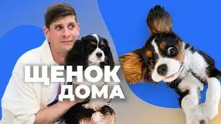 Первые часы и дни щенка дома 🐶 Документы, прививки, ветеринар, кормление, адаптация и многое другое🐕