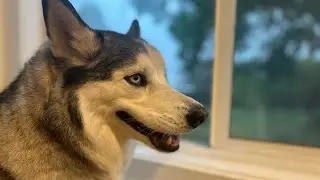 Poor Husky Is Waiting For The Rain To End 🐶🌧️