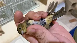 Effective techniques for identifying male or female brown grassquits