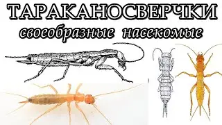 ТАРАКАНОСВЕРЧКИ - Своеобразные насекомые