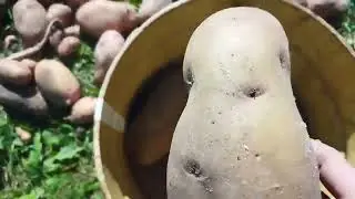 Негативный опыт.Что случилось с морковью , посаженой под зиму .