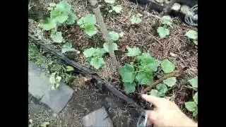 Подвязываем огрурцы