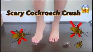 ✨Scary Cockroach Crush🪳😱✨ 