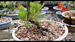 Growing Japanese Black Pine From Seed for Bonsai spring 2024
