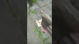 брутально отбиваю стейк