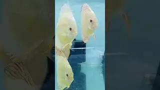 Discuss Fish Aquarium | Aquarium with Relaxing Music | ASMR Video | Sparky Designs | 