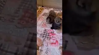 танцы кутят