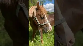 Finally summer is here #horse #equestrian #horses #equine #horseriding