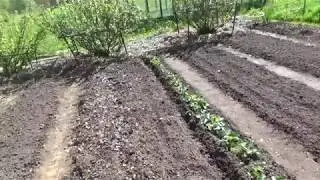 Planting beans for a lazy gardener. 2017.