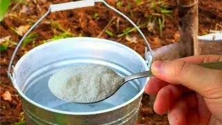 1 ЛОЖКУ И ЗЕМЛЯ КАК НОВАЯ! ЗАМЕНИТ ВСЕ СИДЕРАТЫ ОСЕНЬЮ! УРОЖАЙ БУДЕТ ТОННАМИ!