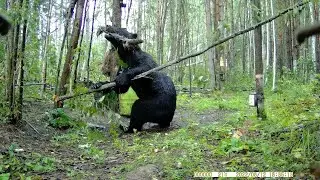 БОЛЬШОЙ МЕДВЕДЬ В ЯРОСТИ! МЕДВЕЖОНОК ЕГО ОПЕРЕДИЛ И СЪЕЛ ВСЕ ФРУКТЫ!!