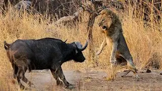 Are buffaloes more powerful animals than lions?