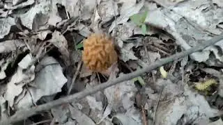 Конічні зморшки та зморшкові шапочки. Збір ближче до кінця сезону