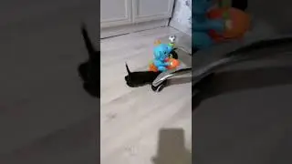 Провокация Афины не удалась.Кошка умная🐈 