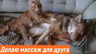 Кот делает массаж собаке / И другие приколы с животными / Новые приколы 2021