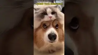 любовь она такая