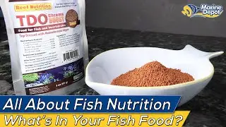 What Are You Feeding Your Fish?  All About Aquarium Nutrition!