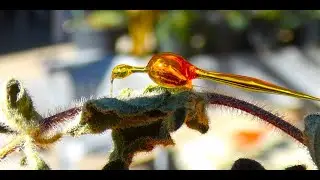 Honey solidified on oregano leaves